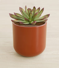 Load image into Gallery viewer, Glossy Red stand:all