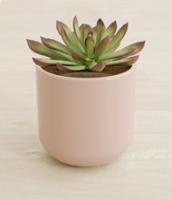 Load image into Gallery viewer, Sandy Pink stand:all