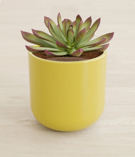 Load image into Gallery viewer, Key Lime Yellow stand:all