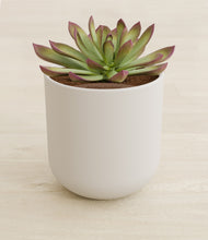 Load image into Gallery viewer, Natural Bamboo stand:all