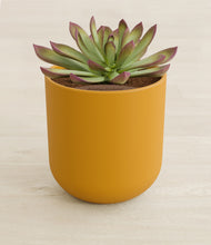 Load image into Gallery viewer, Sunset Orange stand:all