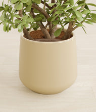 Load image into Gallery viewer, Almond Green stand:all