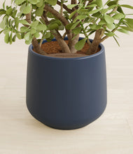 Load image into Gallery viewer, Deep Navy stand:all