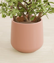 Load image into Gallery viewer, Calm Rose stand:all