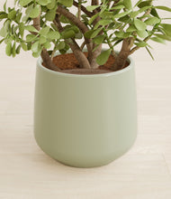Load image into Gallery viewer, Turquoise stand:all
