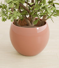 Load image into Gallery viewer, Calm Rose stand:all