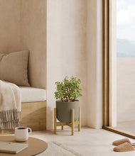 Load image into Gallery viewer, Sage Green stand:bamboo