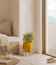 Load image into Gallery viewer, Sunset Orange stand:bamboo