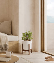 Load image into Gallery viewer, White stand:walnut