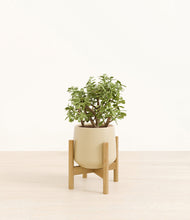 Load image into Gallery viewer, Almond Green stand:bamboo