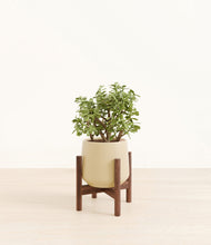 Load image into Gallery viewer, Almond Green stand:walnut