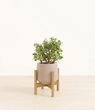 Load image into Gallery viewer, Eternal Gray stand:bamboo