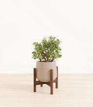 Load image into Gallery viewer, Eternal Gray stand:walnut