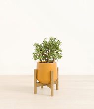 Load image into Gallery viewer, Mustard stand:bamboo