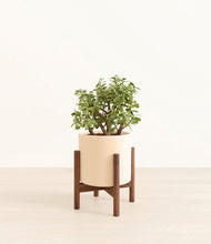 Load image into Gallery viewer, Cream stand:walnut