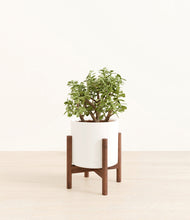 Load image into Gallery viewer, White stand:walnut
