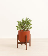 Load image into Gallery viewer, Earth Red stand:walnut
