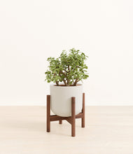 Load image into Gallery viewer, Natural Bamboo stand:walnut