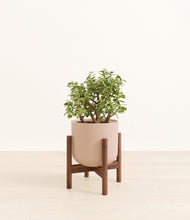 Load image into Gallery viewer, Sandy Pink stand:walnut