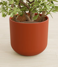 Load image into Gallery viewer, Earth Red stand:all