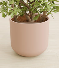 Load image into Gallery viewer, Sandy Pink stand:all