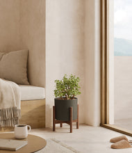 Load image into Gallery viewer, Dark Olive stand:walnut