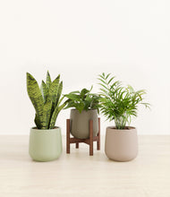 Load image into Gallery viewer, Earthy stand:one_stand