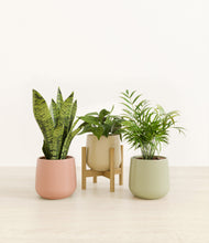 Load image into Gallery viewer, Lily Pad stand:one_stand