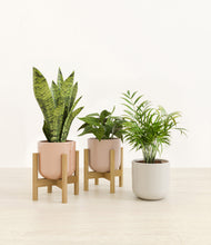 Load image into Gallery viewer, Peach Blossom stand:two_stands