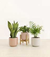 Load image into Gallery viewer, Peach Blossom stand:one_stand