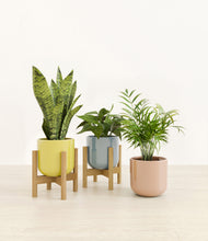 Load image into Gallery viewer, Pixie Petals stand:two_stands