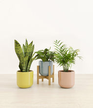 Load image into Gallery viewer, Pixie Petals stand:one_stand