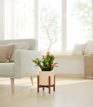 Load image into Gallery viewer, Cream stand:walnut