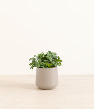 Load image into Gallery viewer, Eternal Gray*****Profile