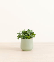 Load image into Gallery viewer, Turquoise*****Profile