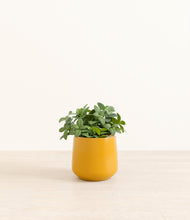 Load image into Gallery viewer, Mustard*****Profile