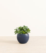 Load image into Gallery viewer, Deep Navy*****Profile