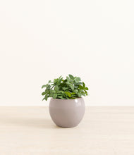 Load image into Gallery viewer, Winter Clouds*****Profile