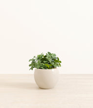 Load image into Gallery viewer, Shiny EggWhite*****Profile