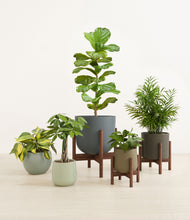 Load image into Gallery viewer, Countryside stand:three_stands