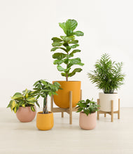 Load image into Gallery viewer, Evening Sky stand:two_stands