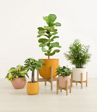 Load image into Gallery viewer, Evening Sky stand:three_stands