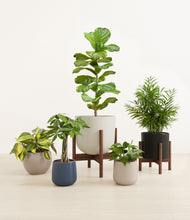 Load image into Gallery viewer, Mountain Top stand:two_stands