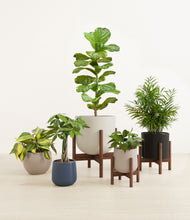 Load image into Gallery viewer, Mountain Top stand:three_stands