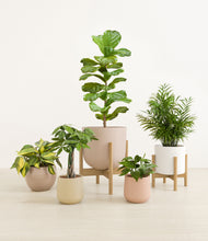 Load image into Gallery viewer, Sandy stand:two_stands