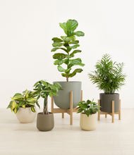 Load image into Gallery viewer, Woodland stand:two_stands