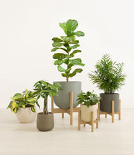 Load image into Gallery viewer, Woodland stand:three_stands