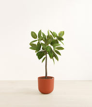 Load image into Gallery viewer, Earth Red*****Profile