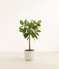 Load image into Gallery viewer, Natural Bamboo*****Profile