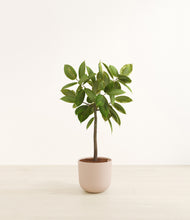 Load image into Gallery viewer, Sandy Pink*****Profile